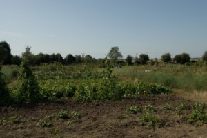 Headland Road Allotments